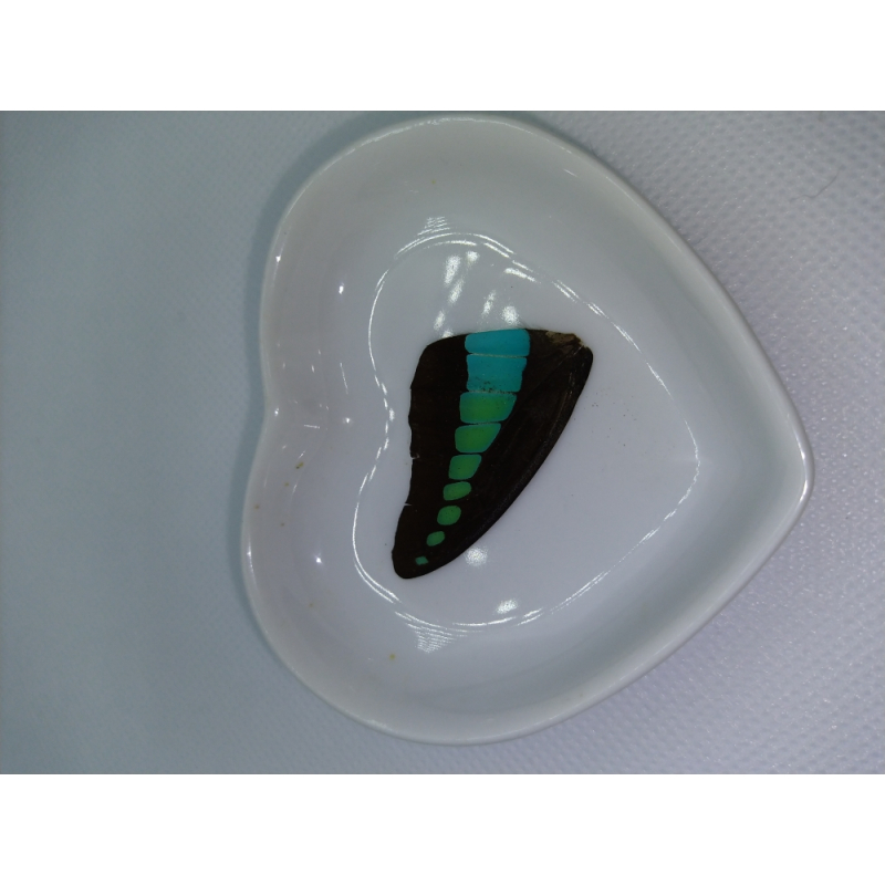 Vlinder vleugel nr 3